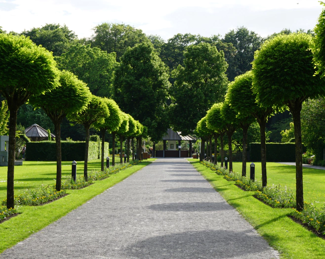 landscaping work and small tree design