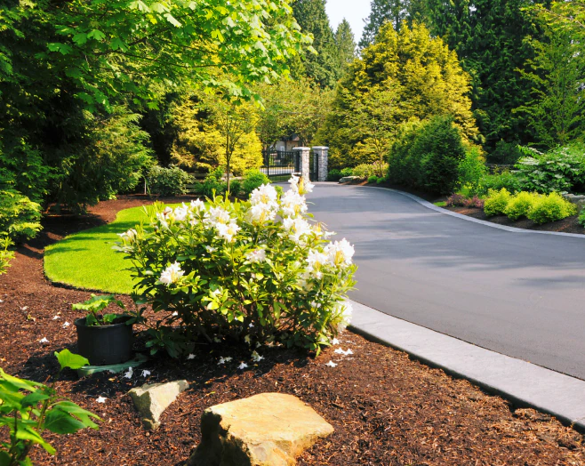 residential landscape beside wide driveway